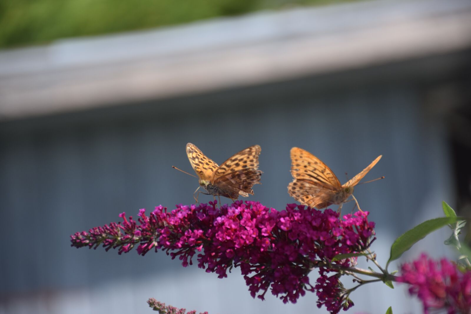 Nikon D5300 sample photo. Butterfly, roses, food photography