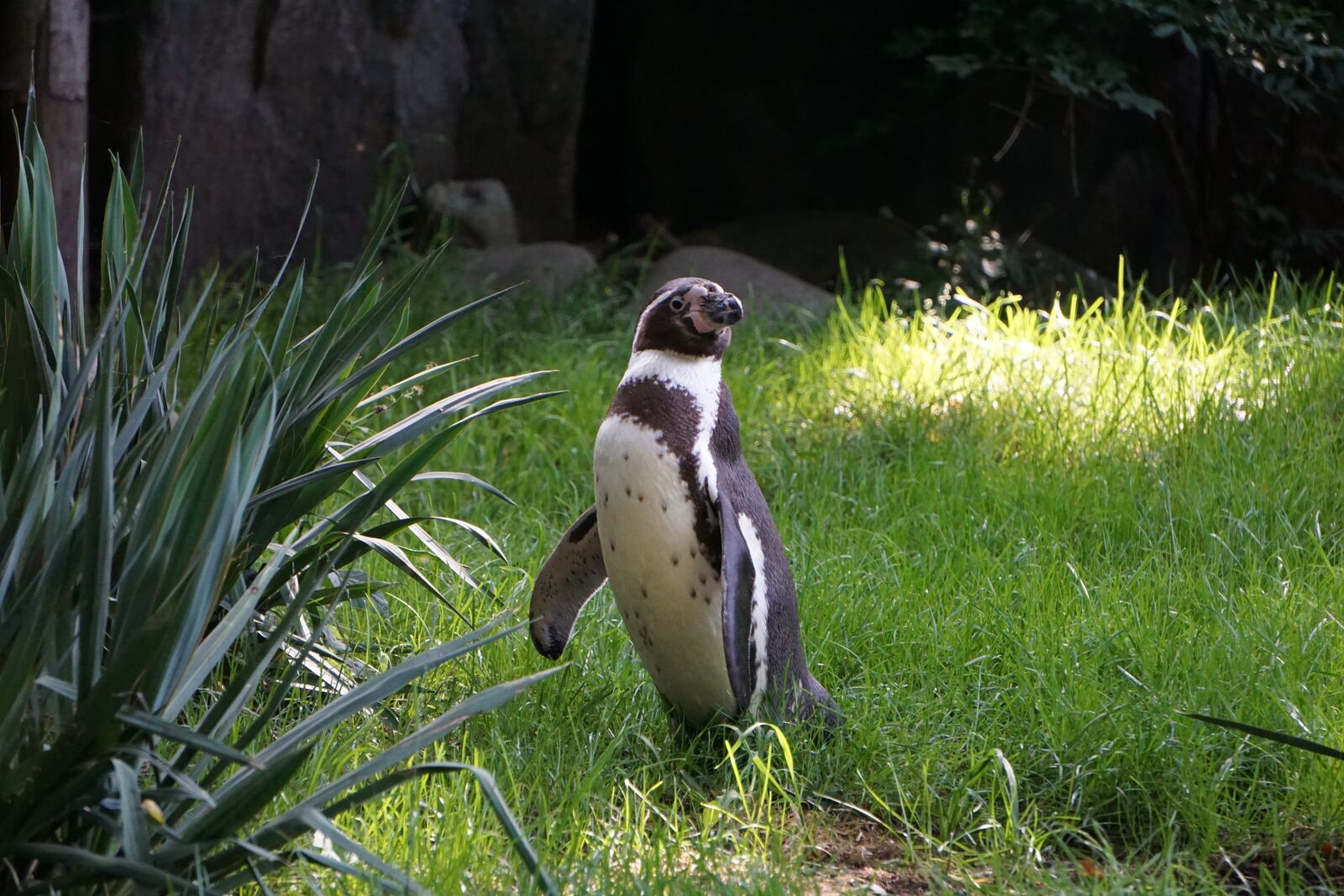 Sony E 55-210mm F4.5-6.3 OSS sample photo. Penguin, zoo, black and photography