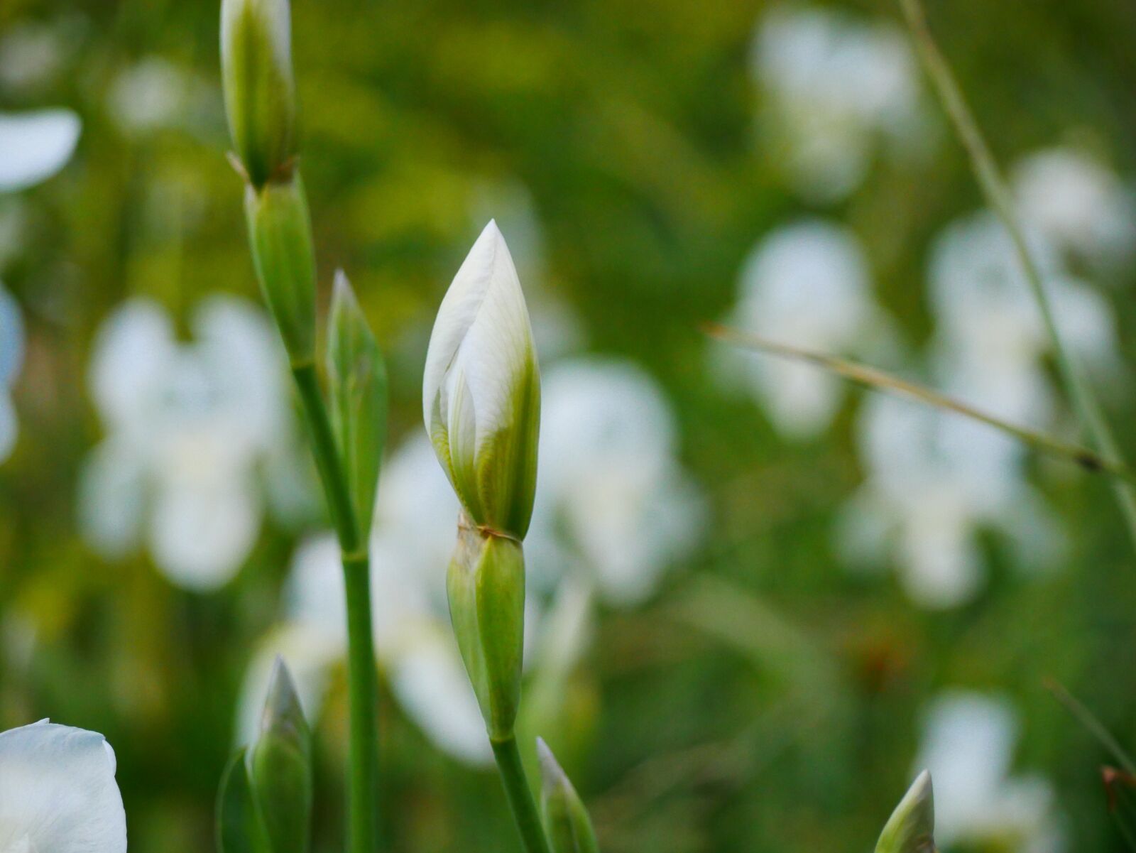 Panasonic Lumix DMC-GX85 (Lumix DMC-GX80 / Lumix DMC-GX7 Mark II) sample photo. Flowers, meadow, landscape photography