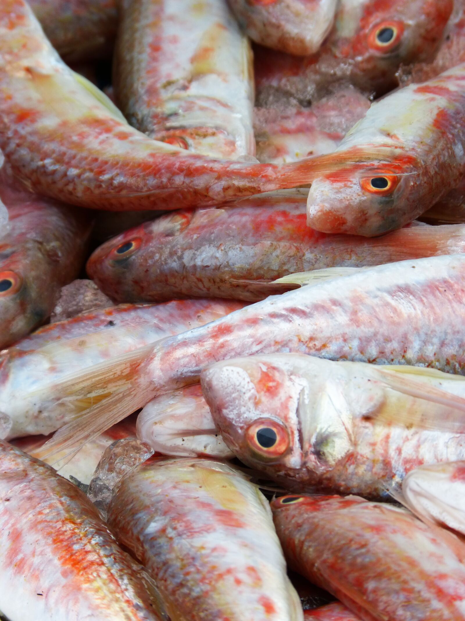 Panasonic DMC-FZ62 sample photo. Red mullet, fresh fish photography