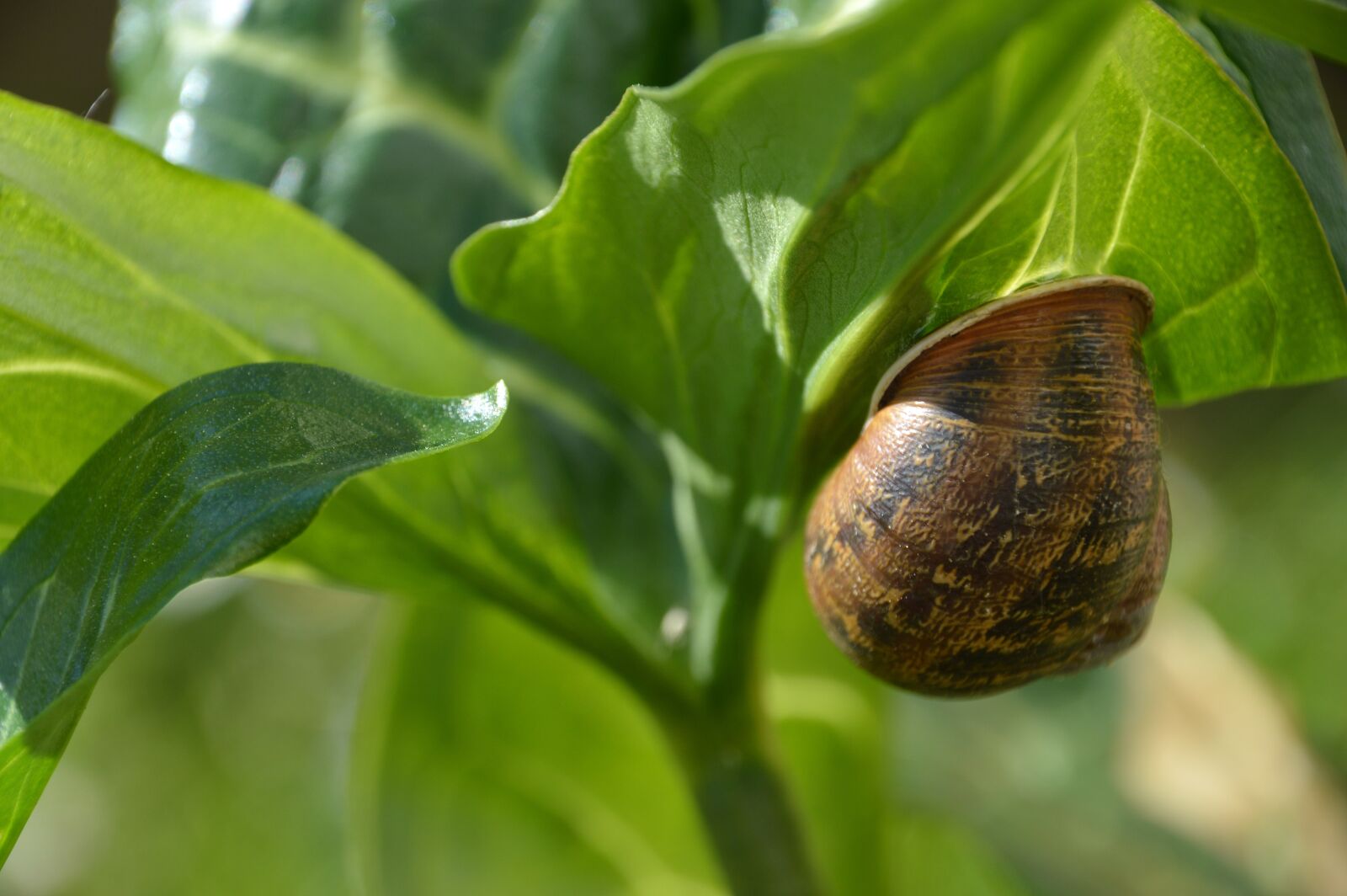 Nikon D3200 sample photo. Nature, green, snail photography