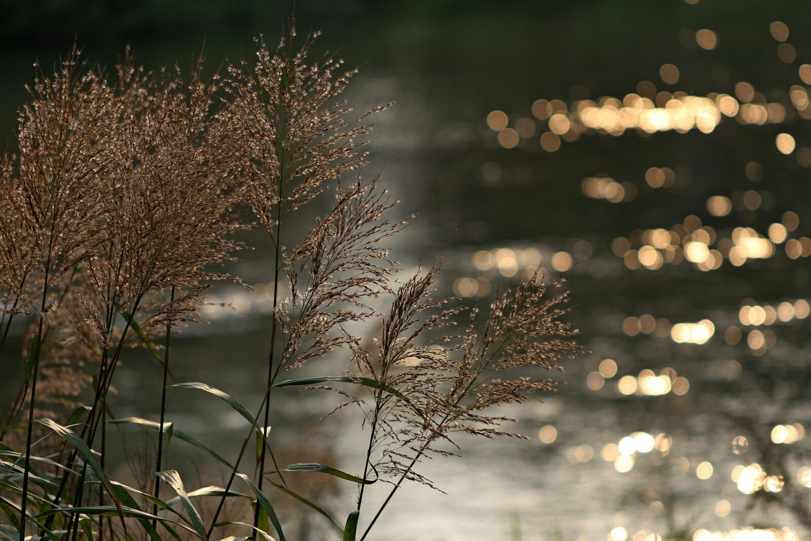 Canon EOS 7D Mark II sample photo. Foxtail, reed, riverside photography