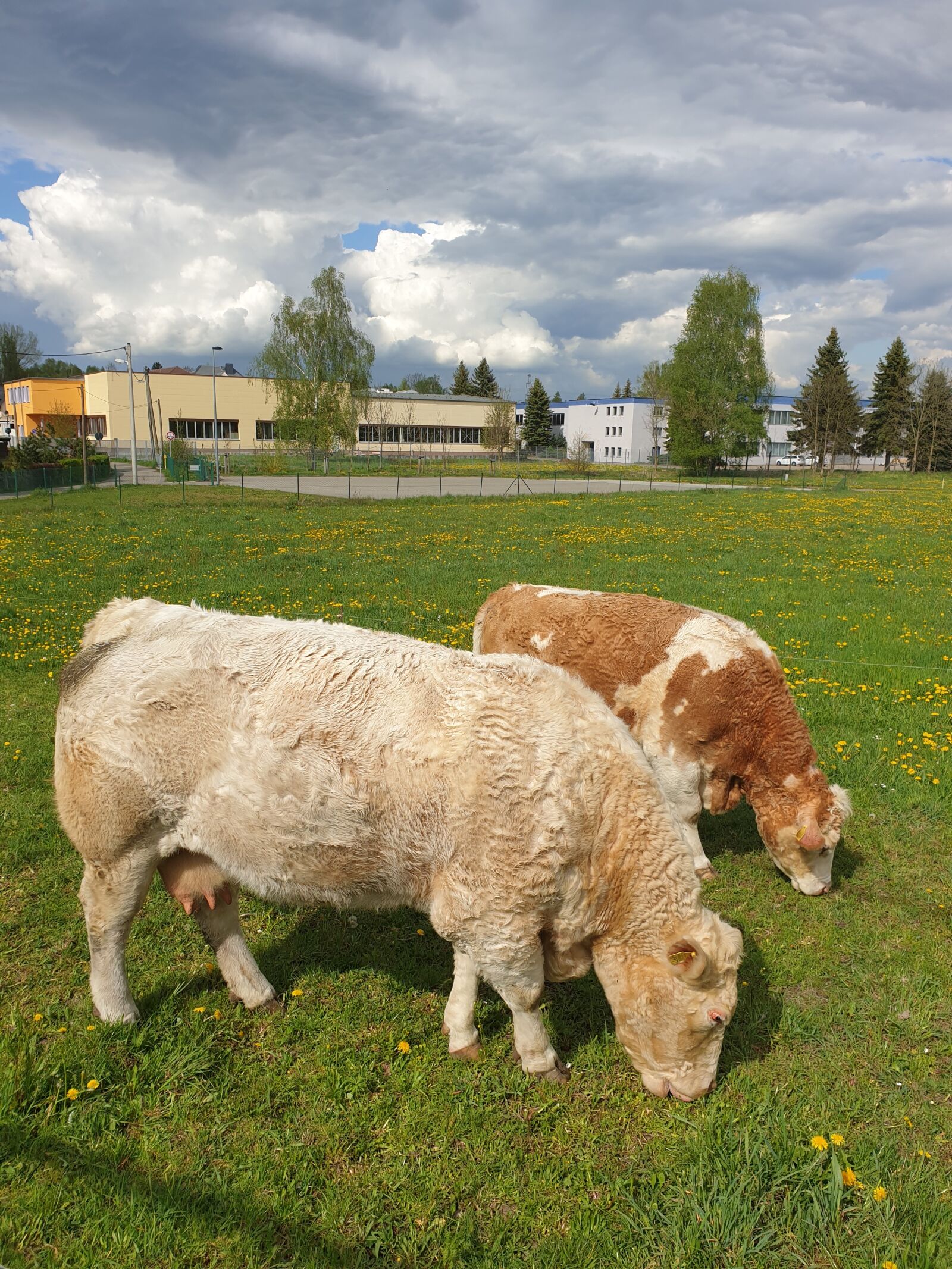 Samsung Galaxy S9+ sample photo. Cows, pasture, brown photography