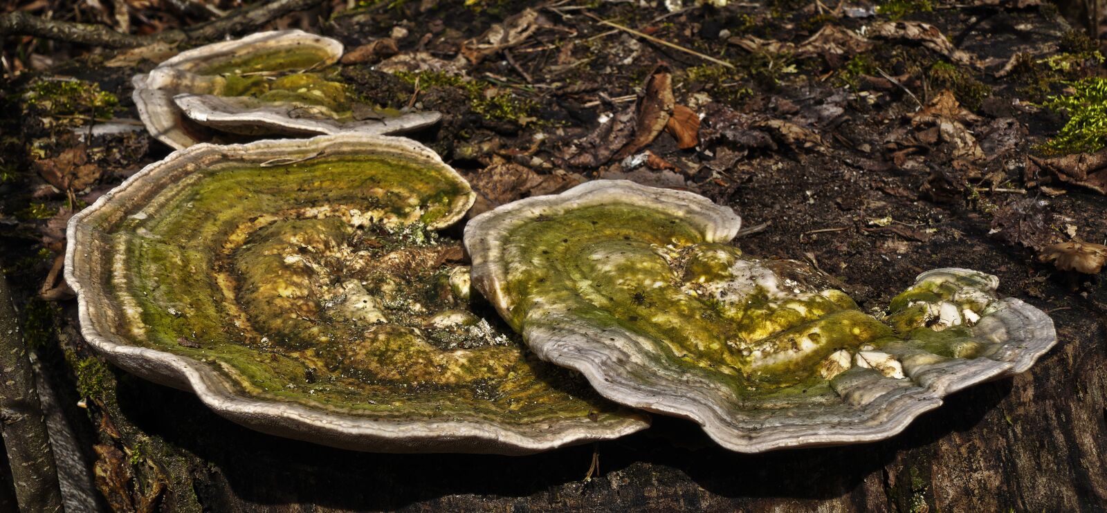 Panasonic Lumix DMC-FZ1000 sample photo. Tree fungus, butterfly ovinus photography