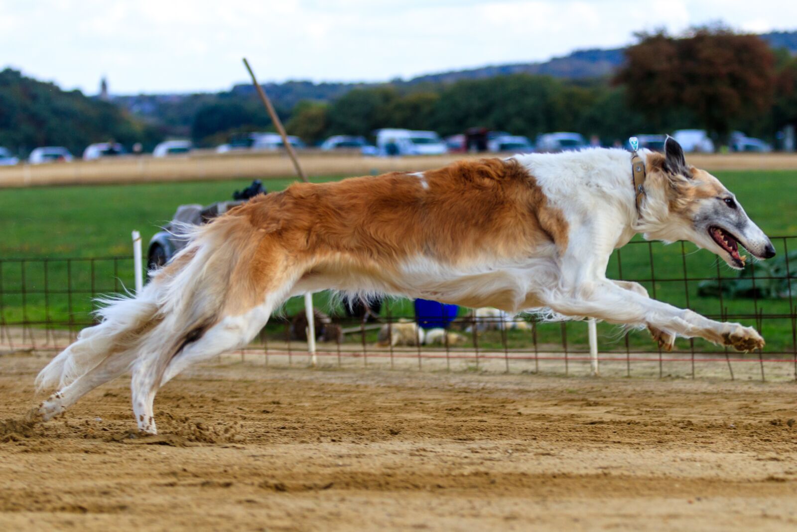 Canon EOS 80D sample photo. Dog, greyhound, pet photography