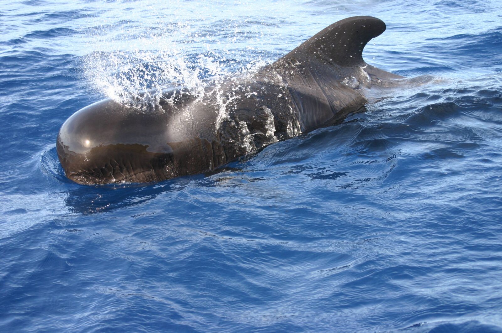 Canon EOS 300D (EOS Digital Rebel / EOS Kiss Digital) sample photo. Swim, sea, whales photography