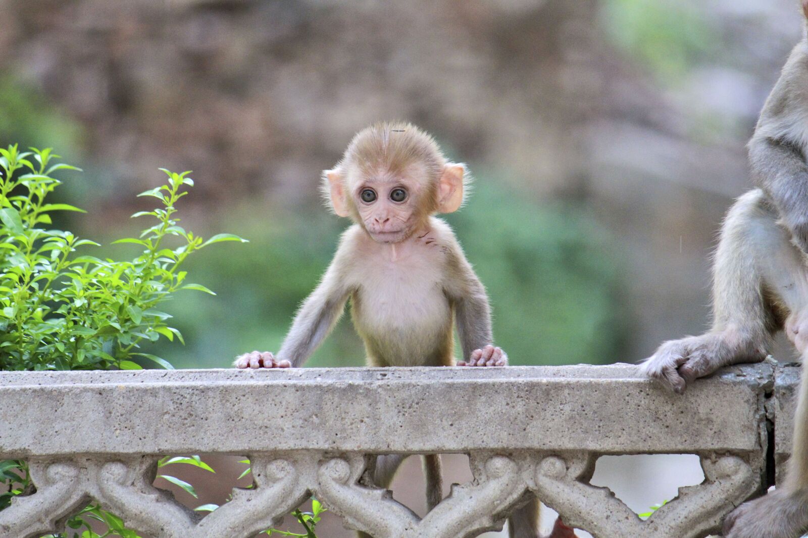 Canon EOS 7D sample photo. Monkey, animalia, cute photography