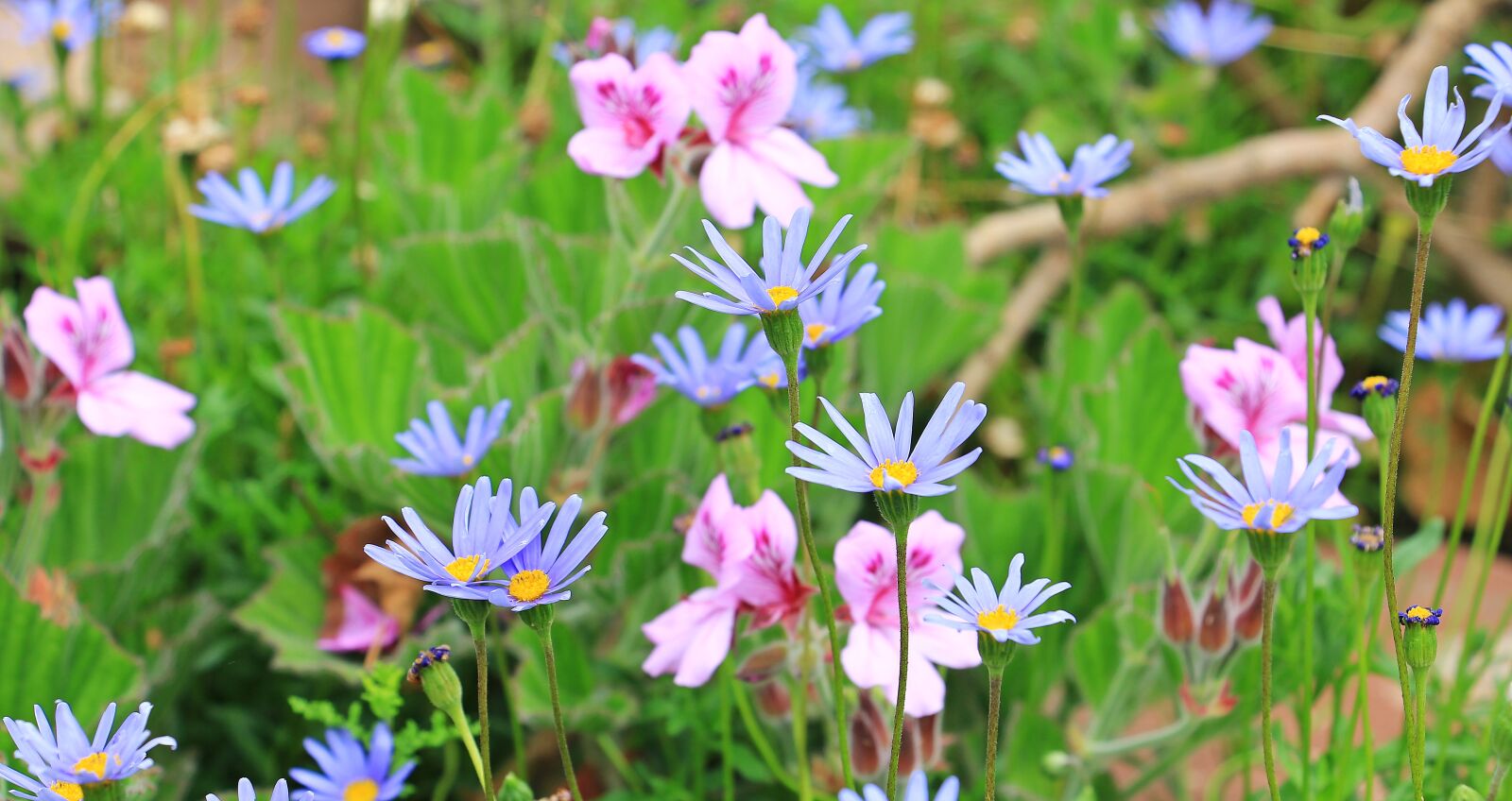Canon EOS 550D (EOS Rebel T2i / EOS Kiss X4) sample photo. Blue daisy, australian daisy photography