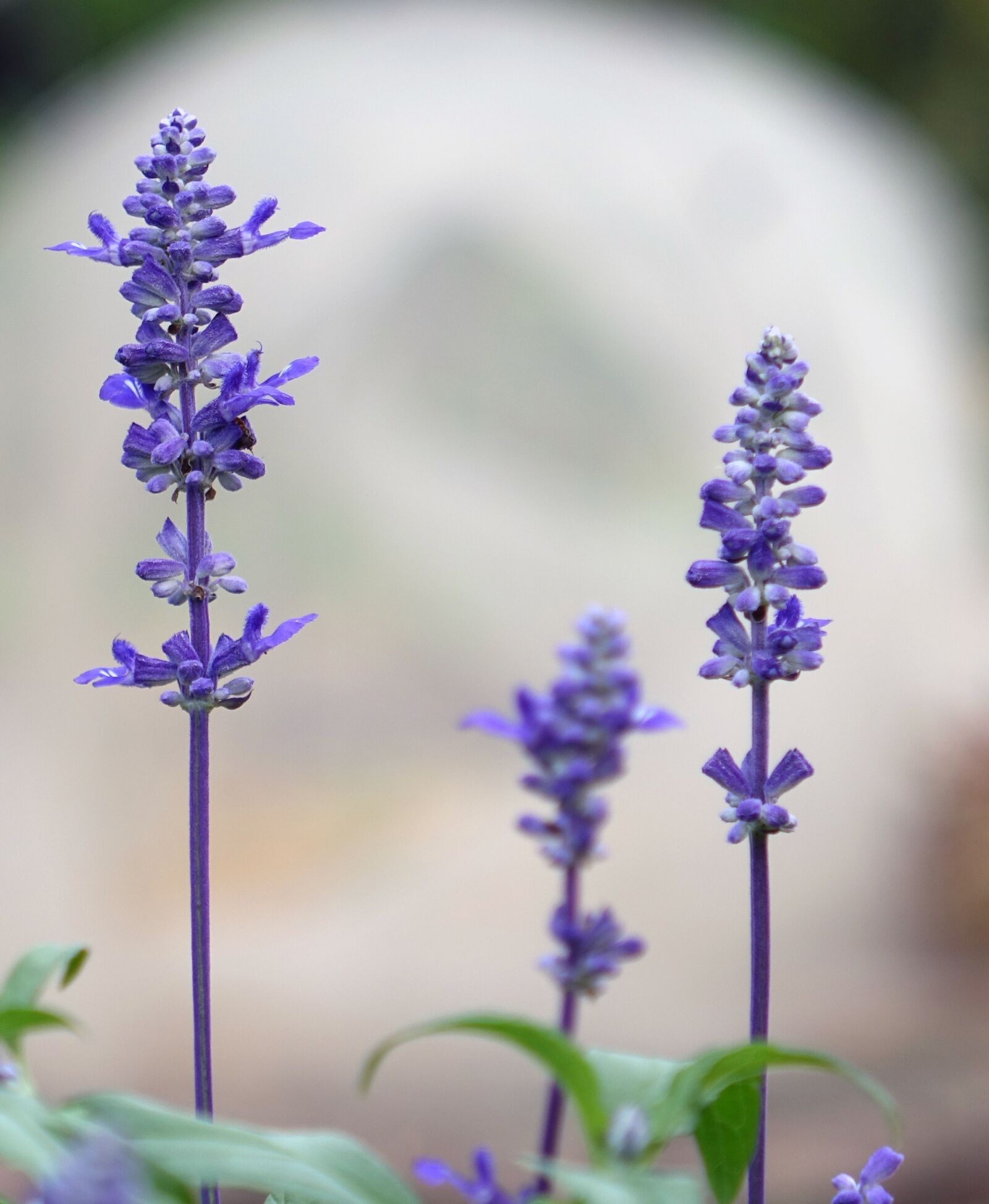 Sony Cyber-shot DSC-RX10 sample photo. Sage, aromatic plants, nigerian photography