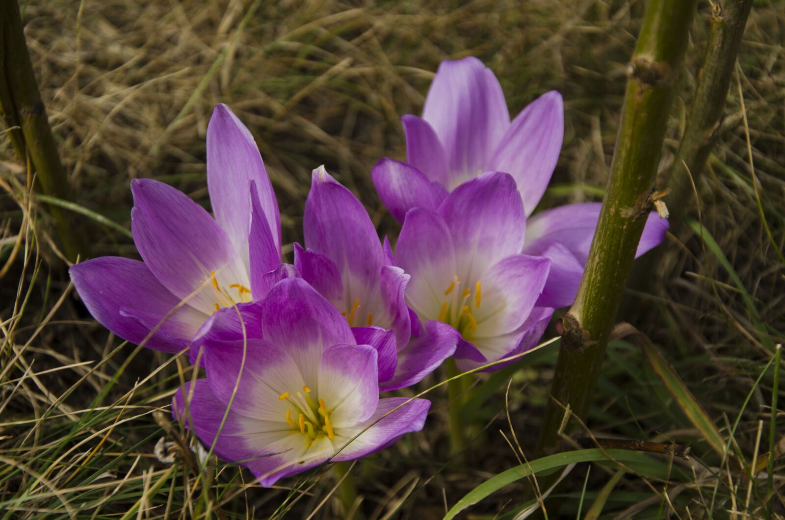 Nikon D7000 sample photo. Colchicum, violet flower, flower photography