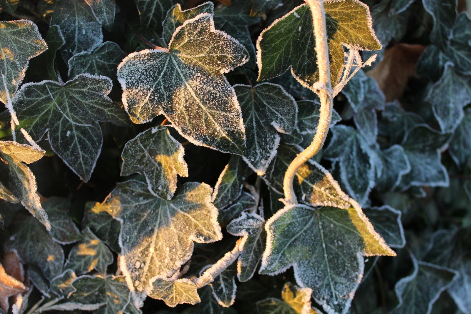 Canon EOS 1200D (EOS Rebel T5 / EOS Kiss X70 / EOS Hi) sample photo. Ivy, frozen, winter photography