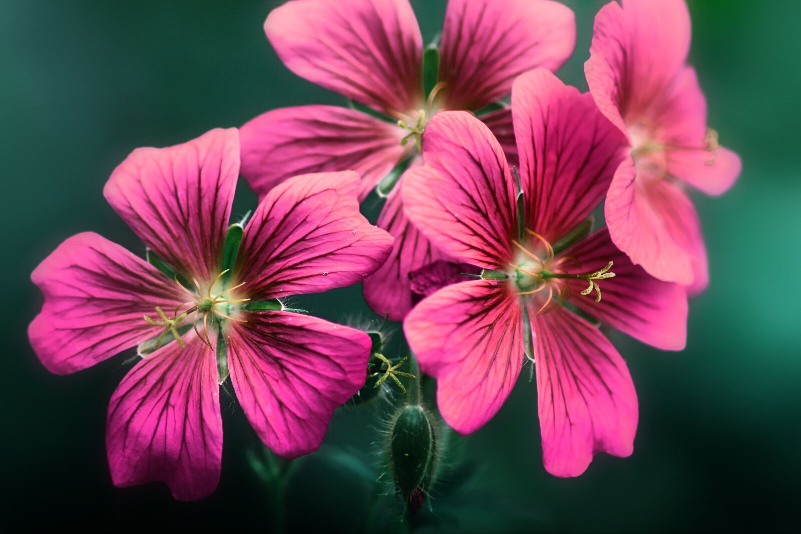 Tamron SP 90mm F2.8 Di VC USD 1:1 Macro sample photo. Flowers, cranesbill, summer photography