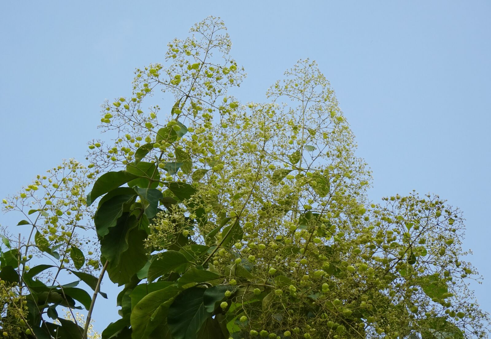 Sony DSC-WX800 sample photo. Flora, teak, tree photography