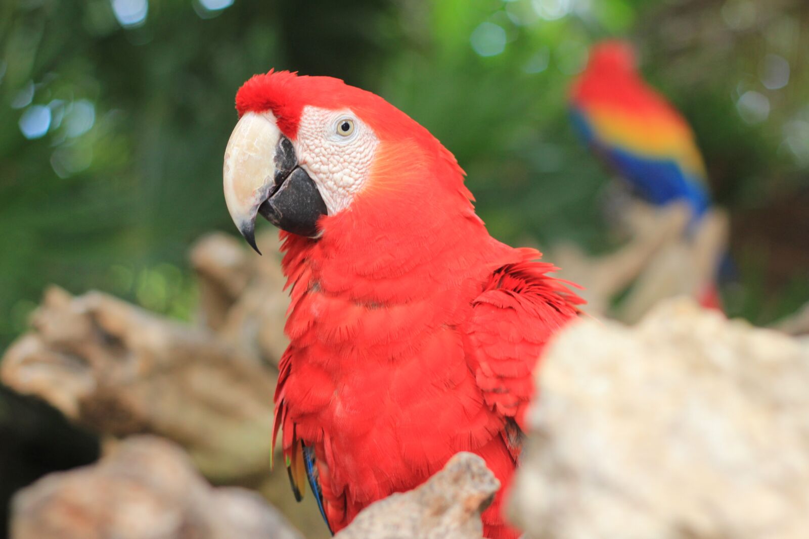 Canon EOS 550D (EOS Rebel T2i / EOS Kiss X4) sample photo. Macaw, red, ave photography