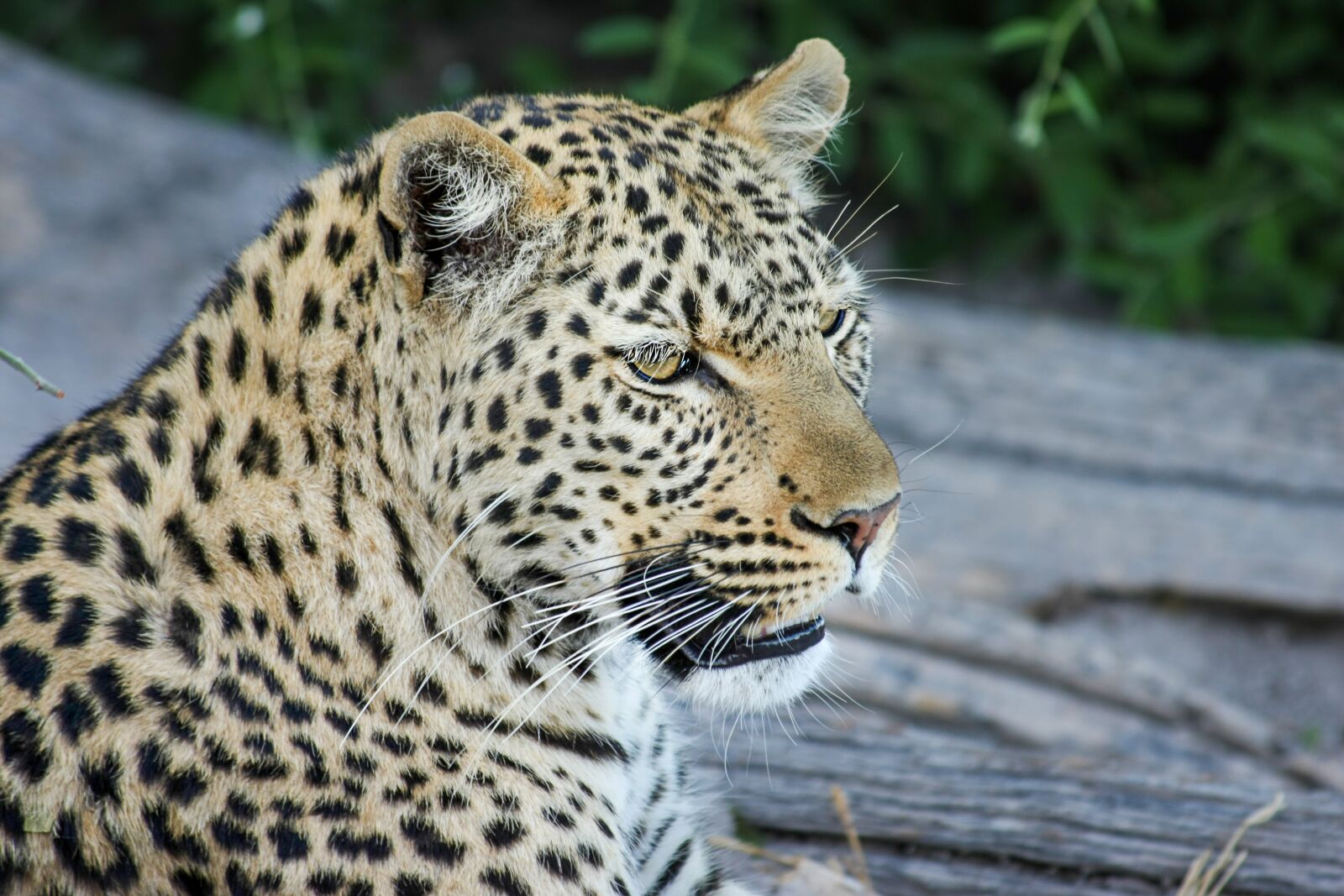 Canon EOS 40D sample photo. Leopard, africa, botswana photography