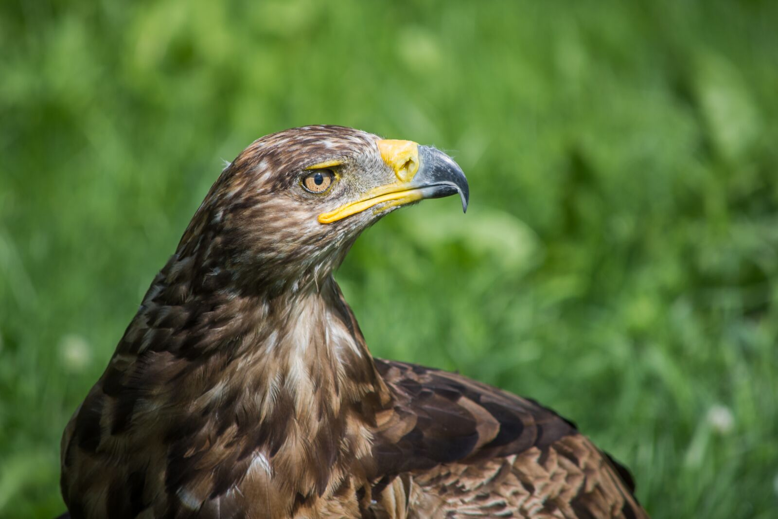 Nikon D7200 sample photo. Adler, raptor, falconry photography