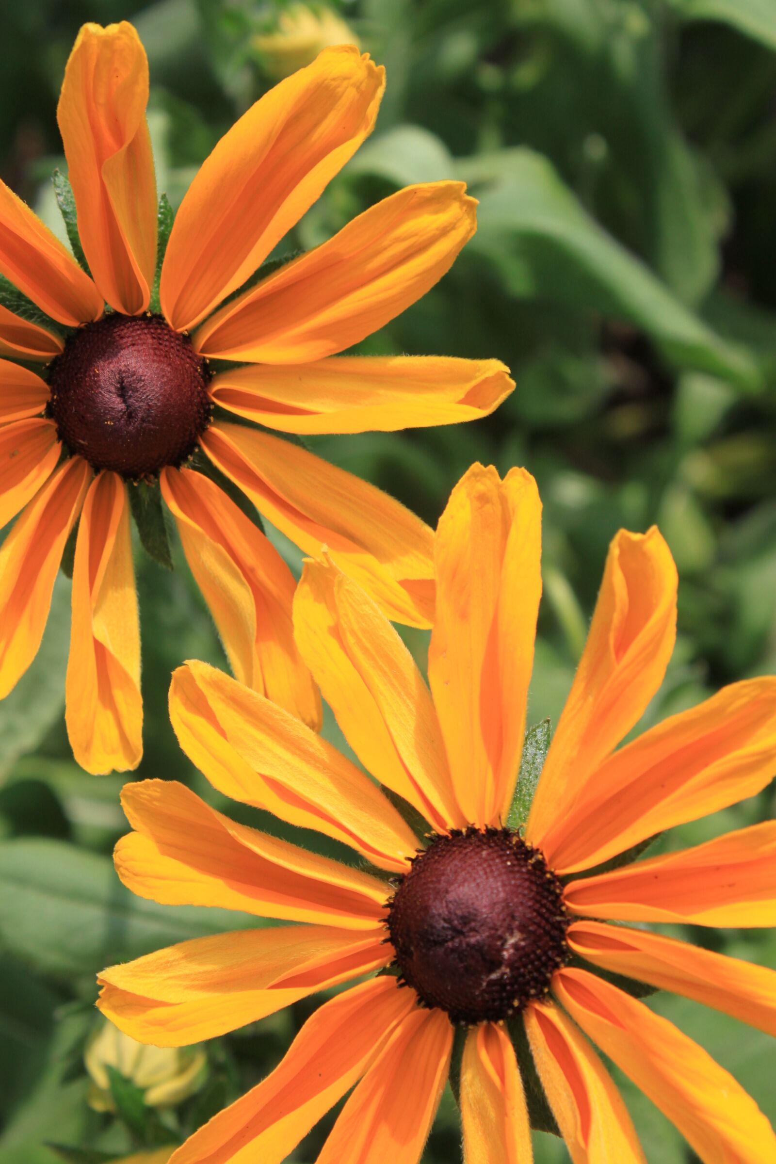 Canon EOS 500D (EOS Rebel T1i / EOS Kiss X3) sample photo. Flowers, yellow, orange photography