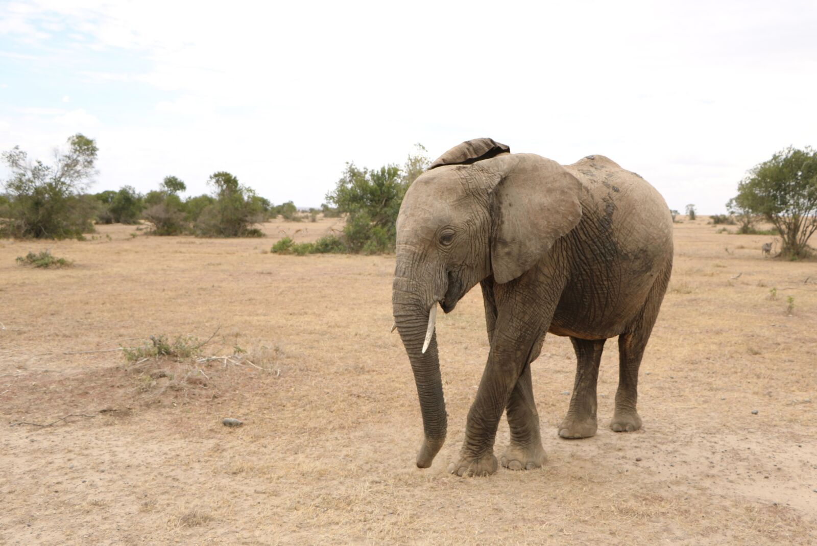Canon EOS 760D (EOS Rebel T6s / EOS 8000D) sample photo. Elephant, safari, africa photography