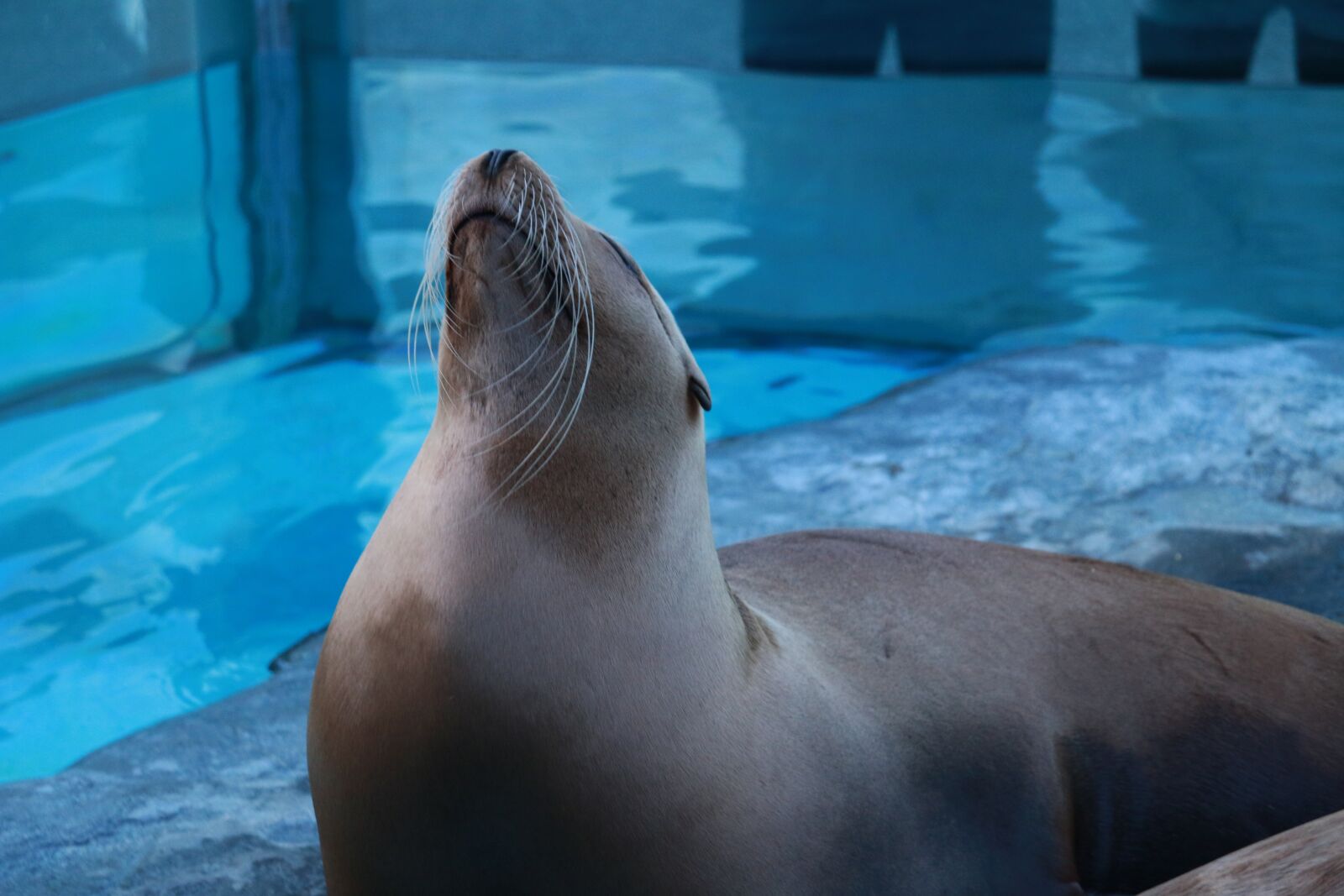 Canon EOS 70D sample photo. Fur seal, seal, zoo photography
