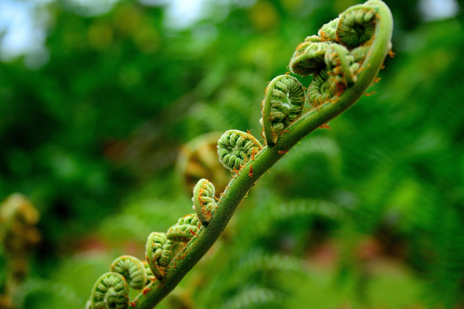 Nikon D7100 sample photo. Natural, farming, bracken photography
