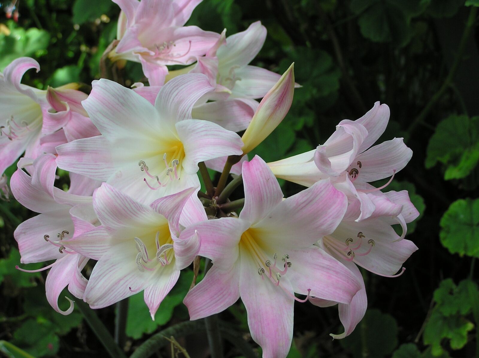 Olympus C750UZ sample photo. Lilies, pink, easter photography