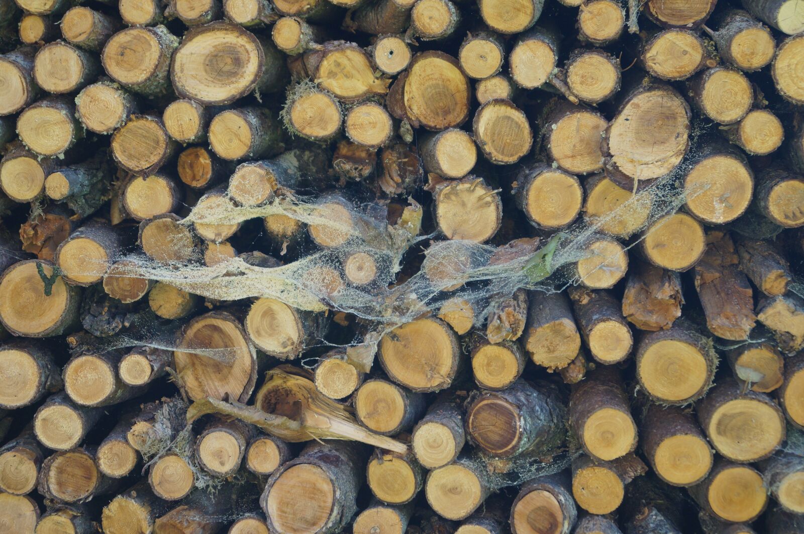 Sony SLT-A37 sample photo. Wood, spider webs, holzstapel photography