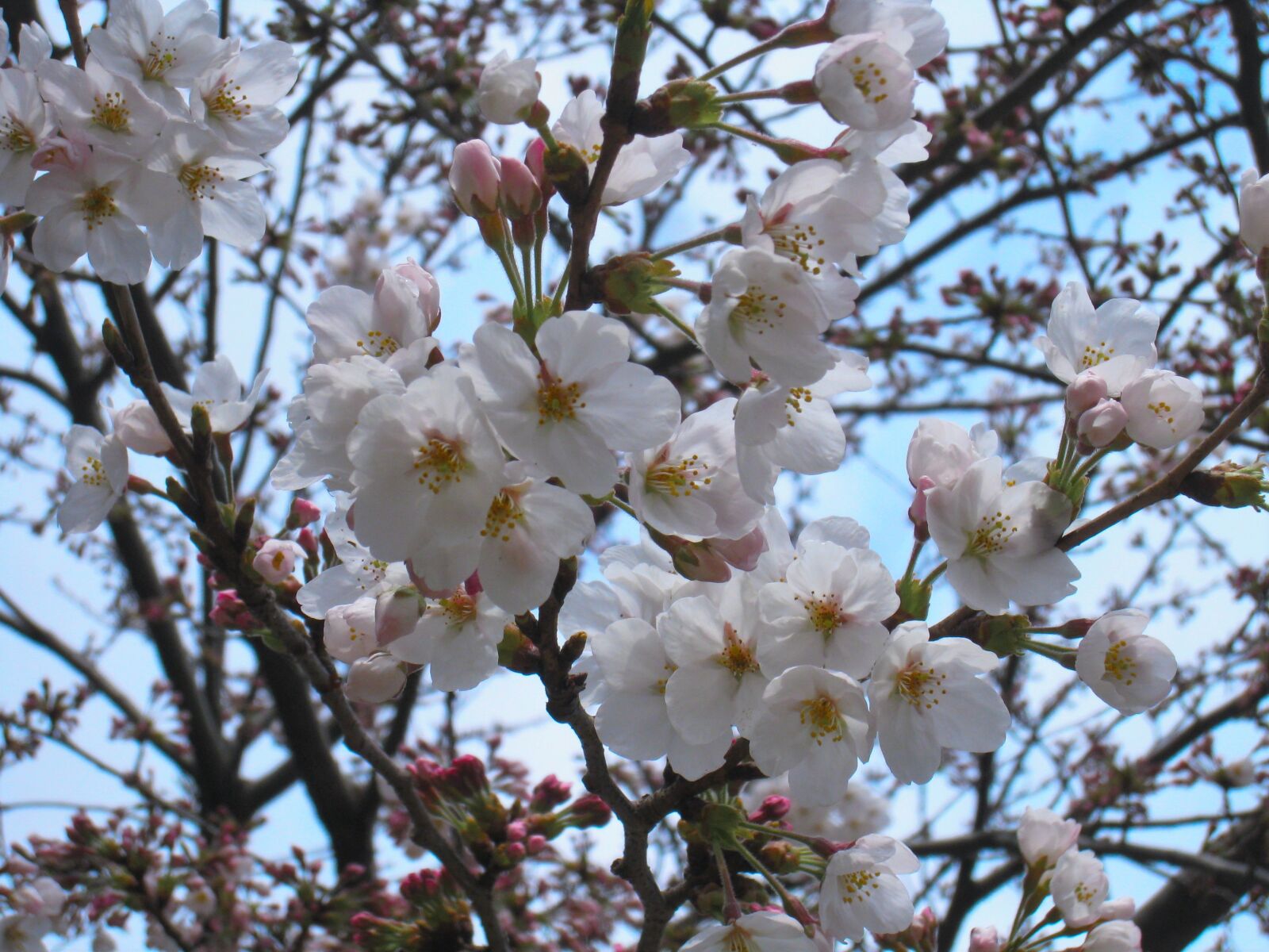 Canon IXY DIGITAL 910 IS sample photo. Cherry blossoms, yoshino cherry photography