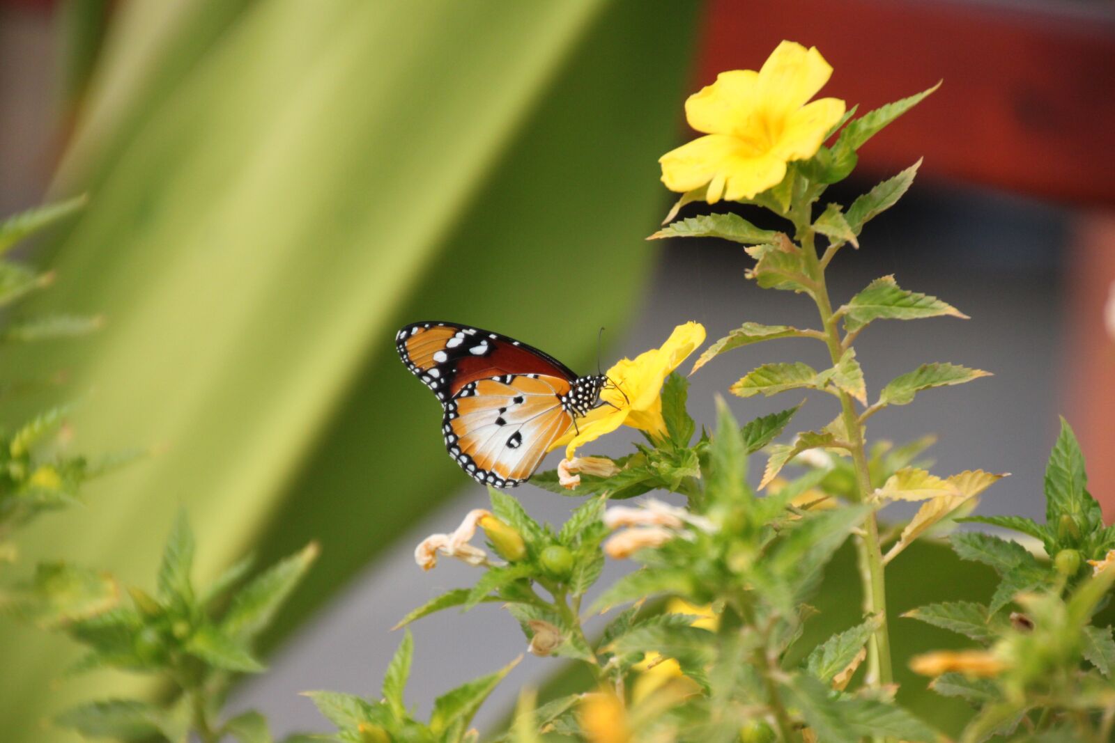 Canon EOS 500D (EOS Rebel T1i / EOS Kiss X3) sample photo. Butterfly, flower, insect photography