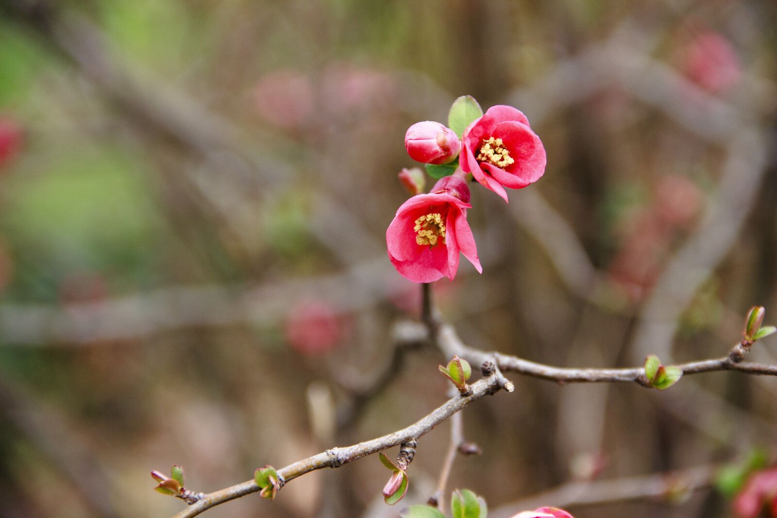 Canon EOS 650D (EOS Rebel T4i / EOS Kiss X6i) sample photo. Red, flowers, red flowers photography