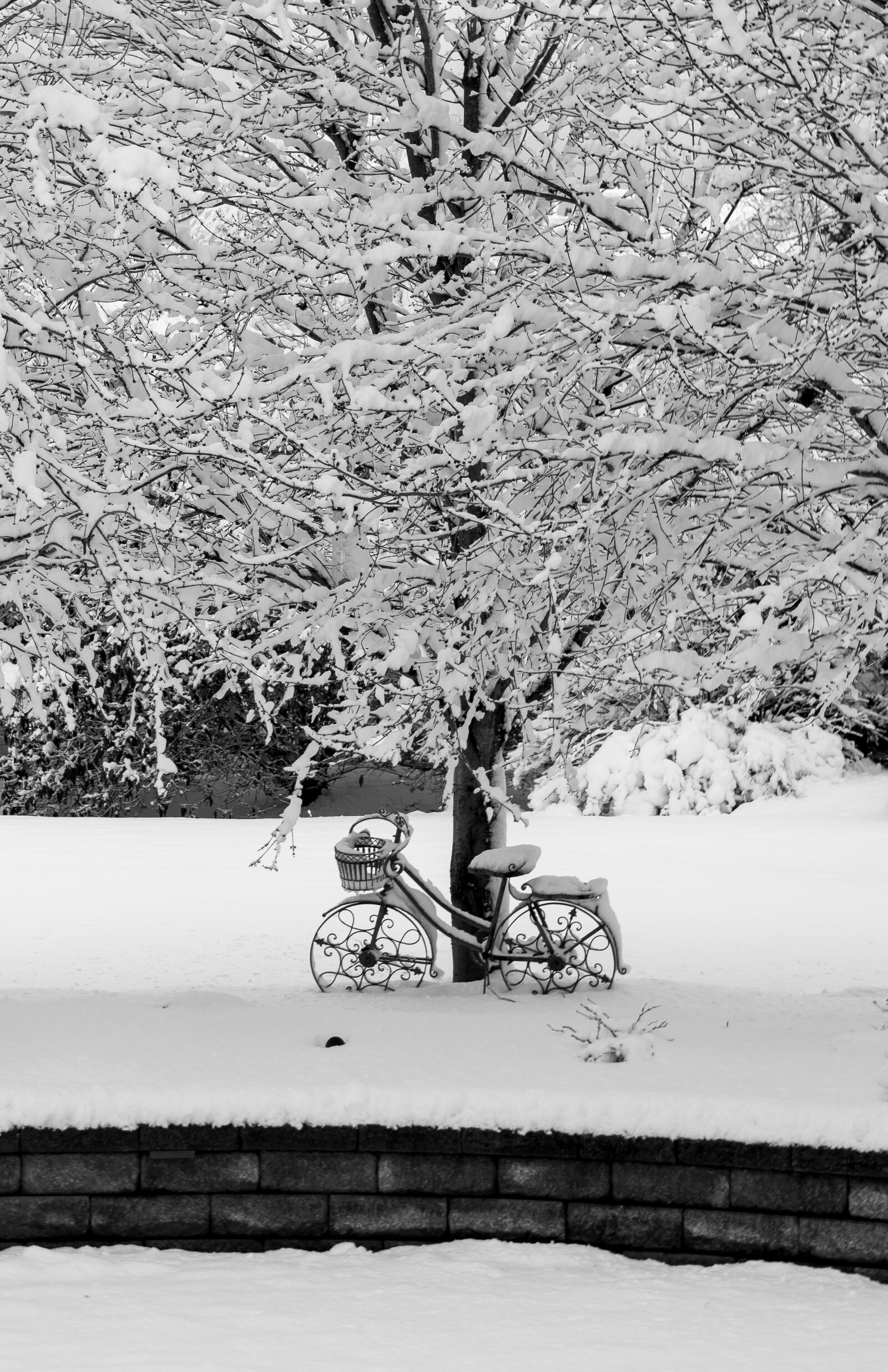 Tamron SP 24-70mm F2.8 Di VC USD sample photo. Winter, tree, snow photography