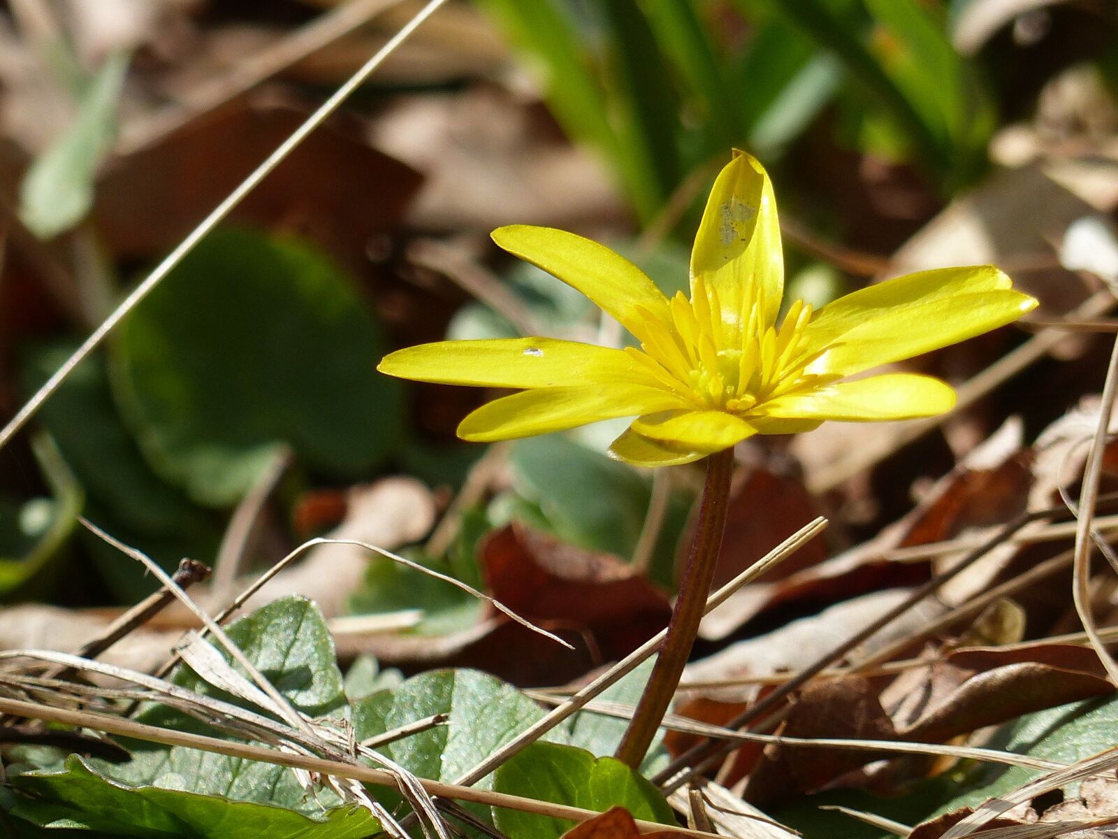 Panasonic Lumix DMC-FZ200 sample photo. Flower, yellow, leaf photography