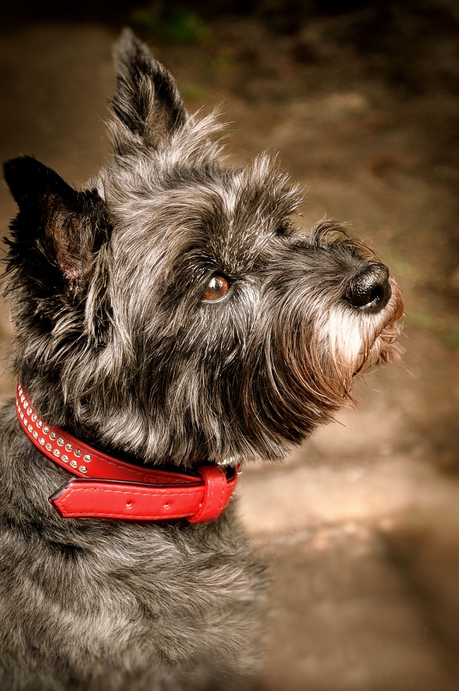 Nikon D90 sample photo. Cairn terrier, grey, animal photography
