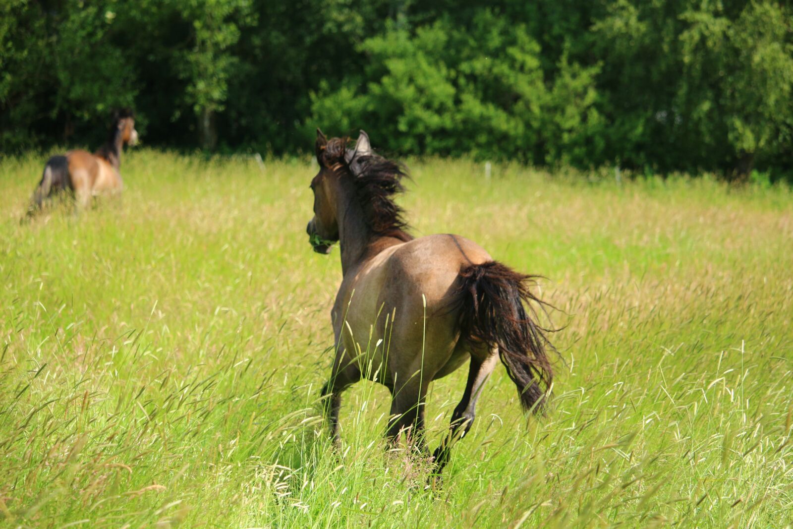 Canon EOS 100D (EOS Rebel SL1 / EOS Kiss X7) sample photo. Horse, gallop, pasture photography