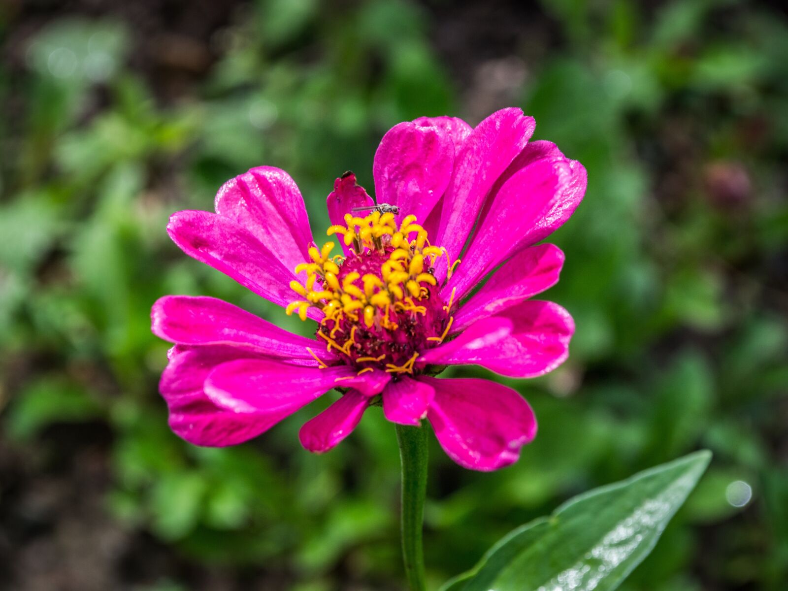 Nikon D3100 sample photo. Flower, garden photography