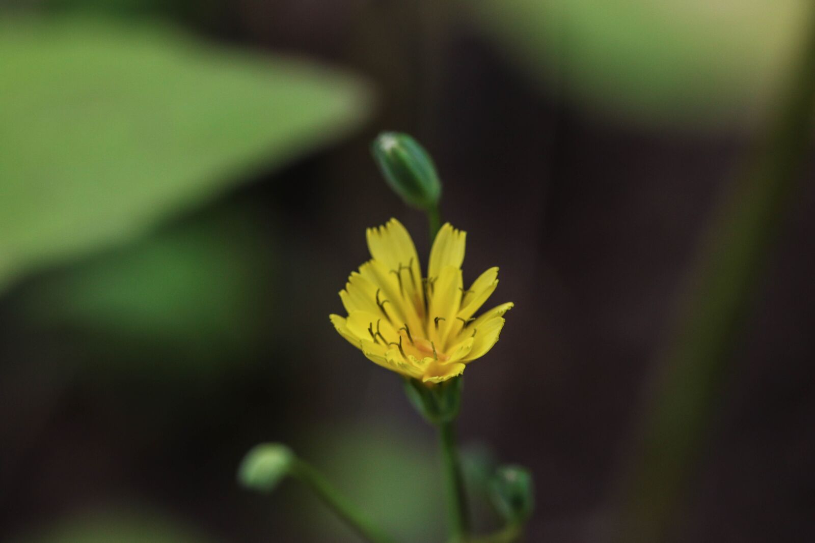 Canon EOS 7D Mark II sample photo. Wildflower, nature, green photography