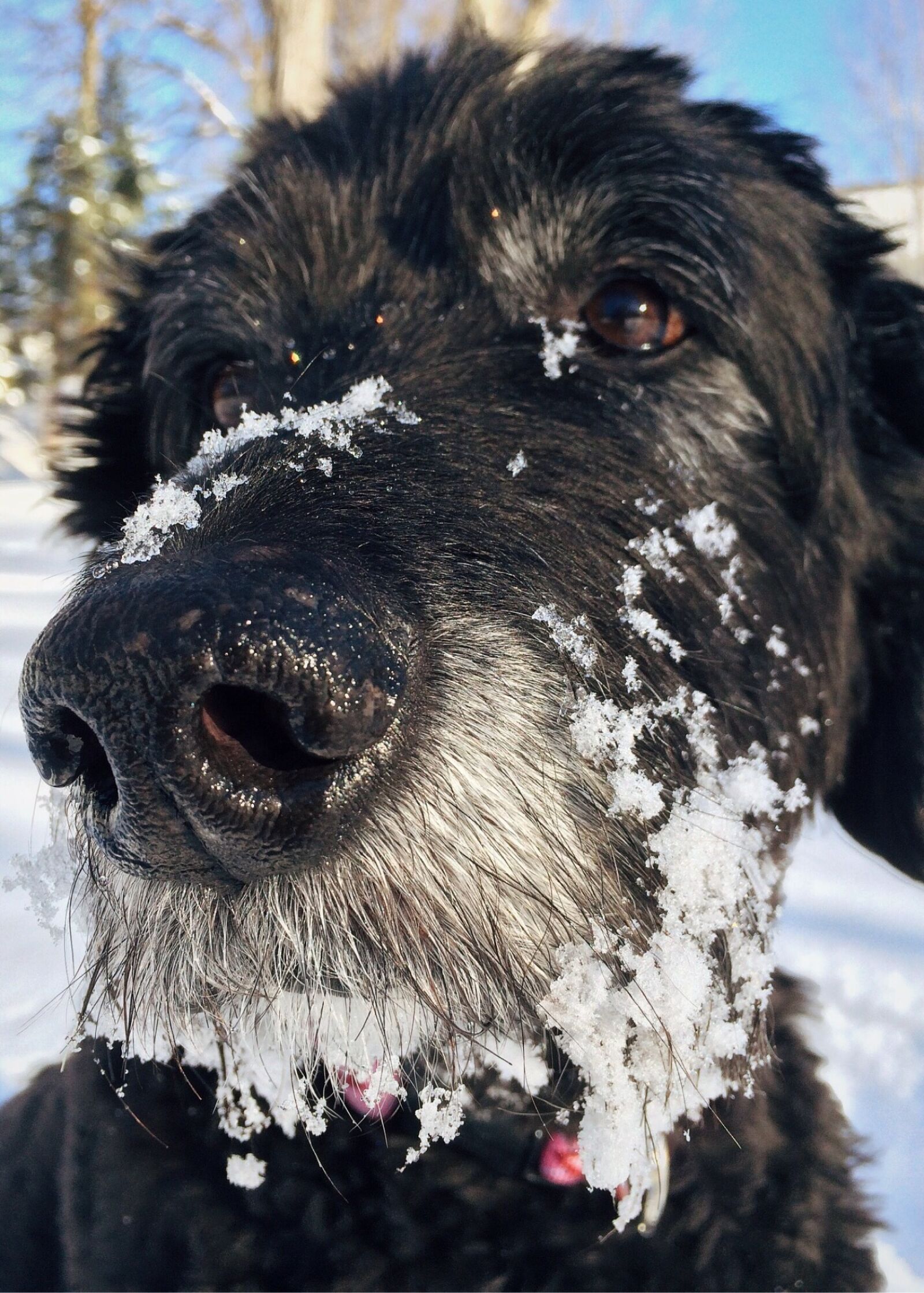 iPhone 5s back camera 4.15mm f/2.2 sample photo. Dog, goldendoodle, pet photography