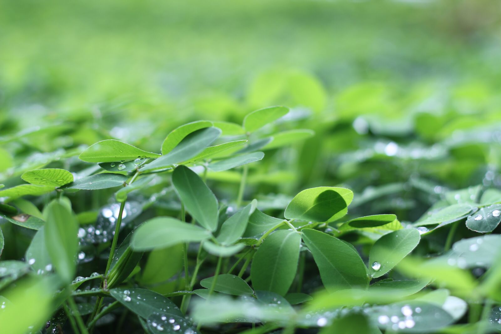 Canon EOS 550D (EOS Rebel T2i / EOS Kiss X4) sample photo. Dew, drops, fresh photography