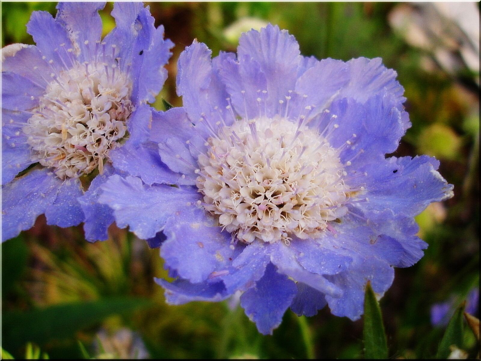 Sony DSC-P200 sample photo. Flower garden, blue, summer photography