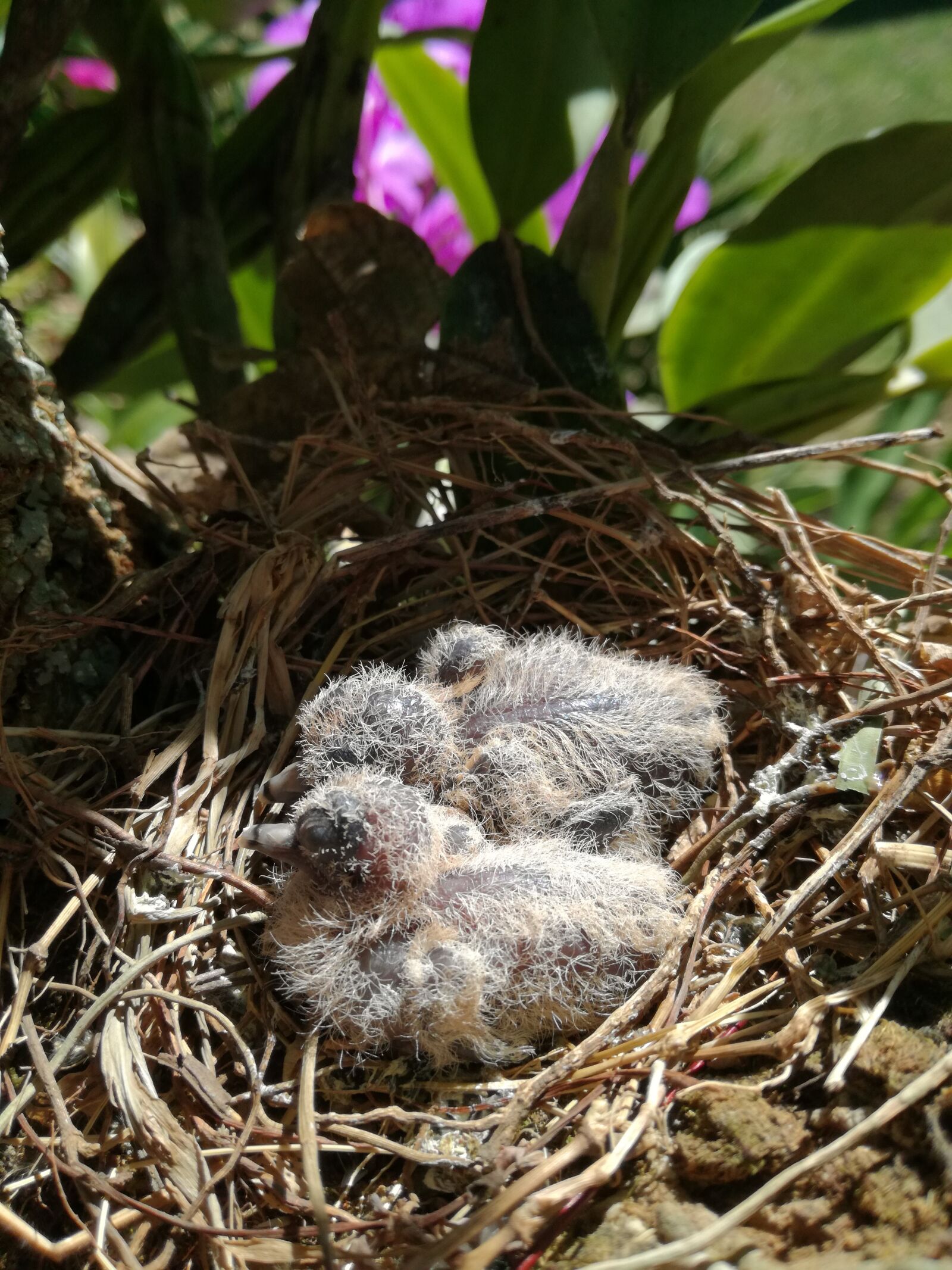 HUAWEI P9 LITE sample photo. Birds, lovebirds, babys photography