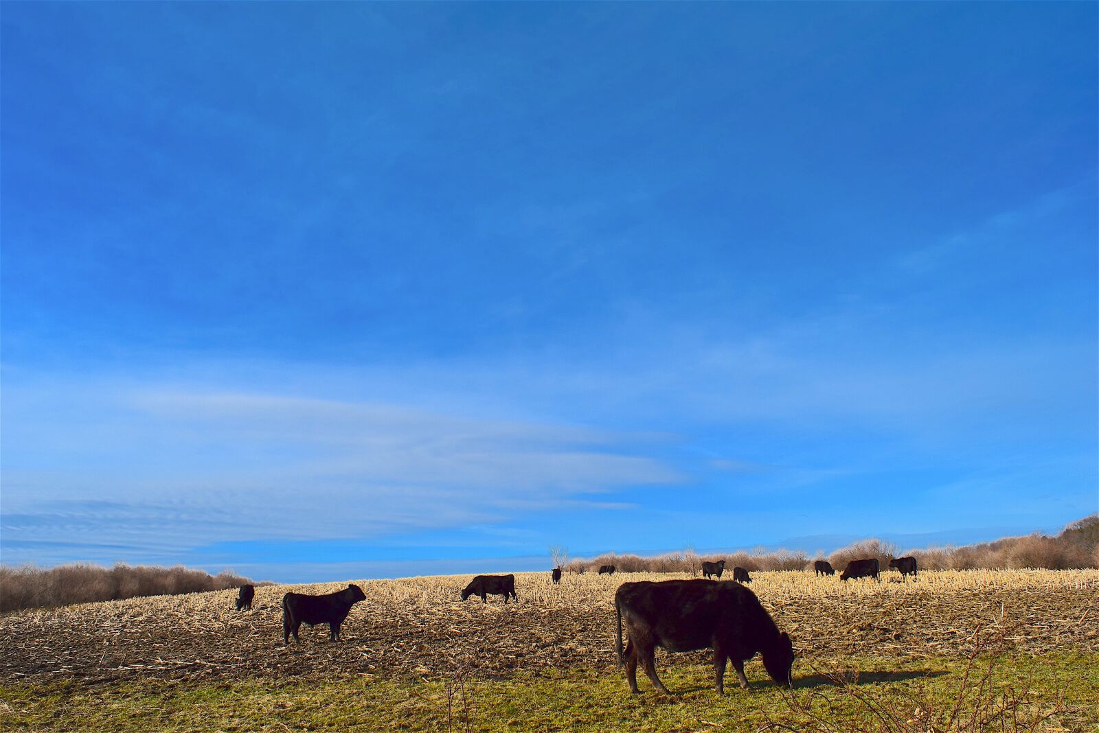 Nikon D3300 sample photo. Cow, field, farm photography
