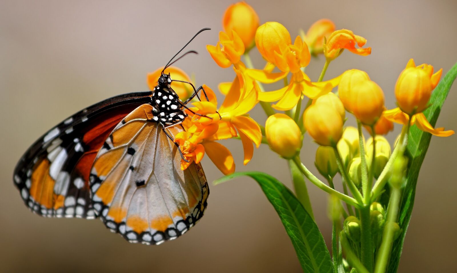 Nikon D850 sample photo. Butterfly, flowers, spring photography