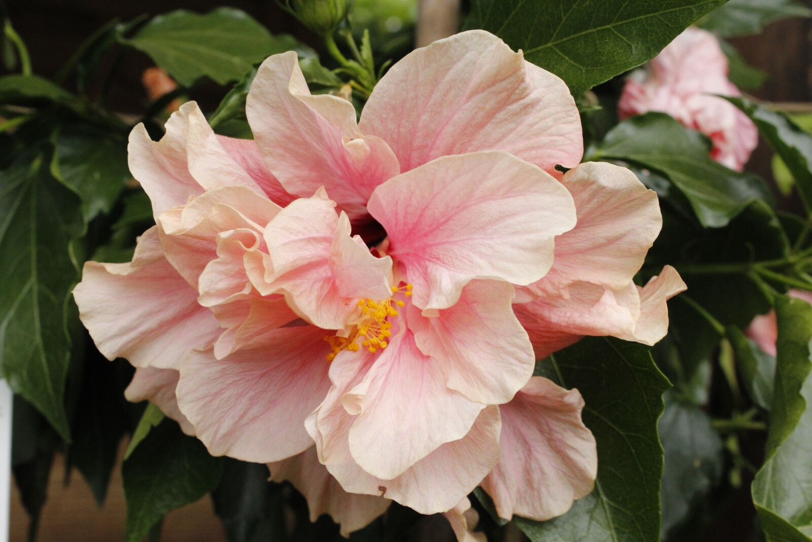 Canon EOS 1200D (EOS Rebel T5 / EOS Kiss X70 / EOS Hi) sample photo. Hibiscus, flower, hawaii photography