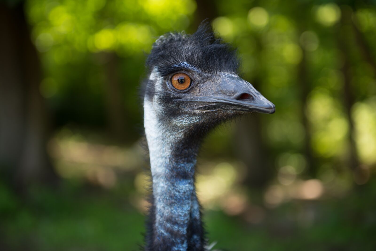 Nikon D610 sample photo. Emu, bird, ostrich photography