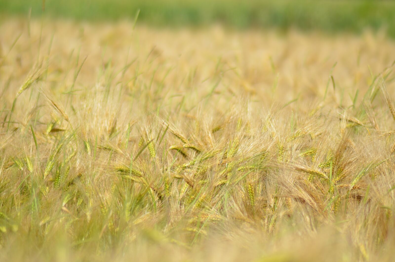 Nikon D5100 sample photo. Barley, cereal, agriculture photography