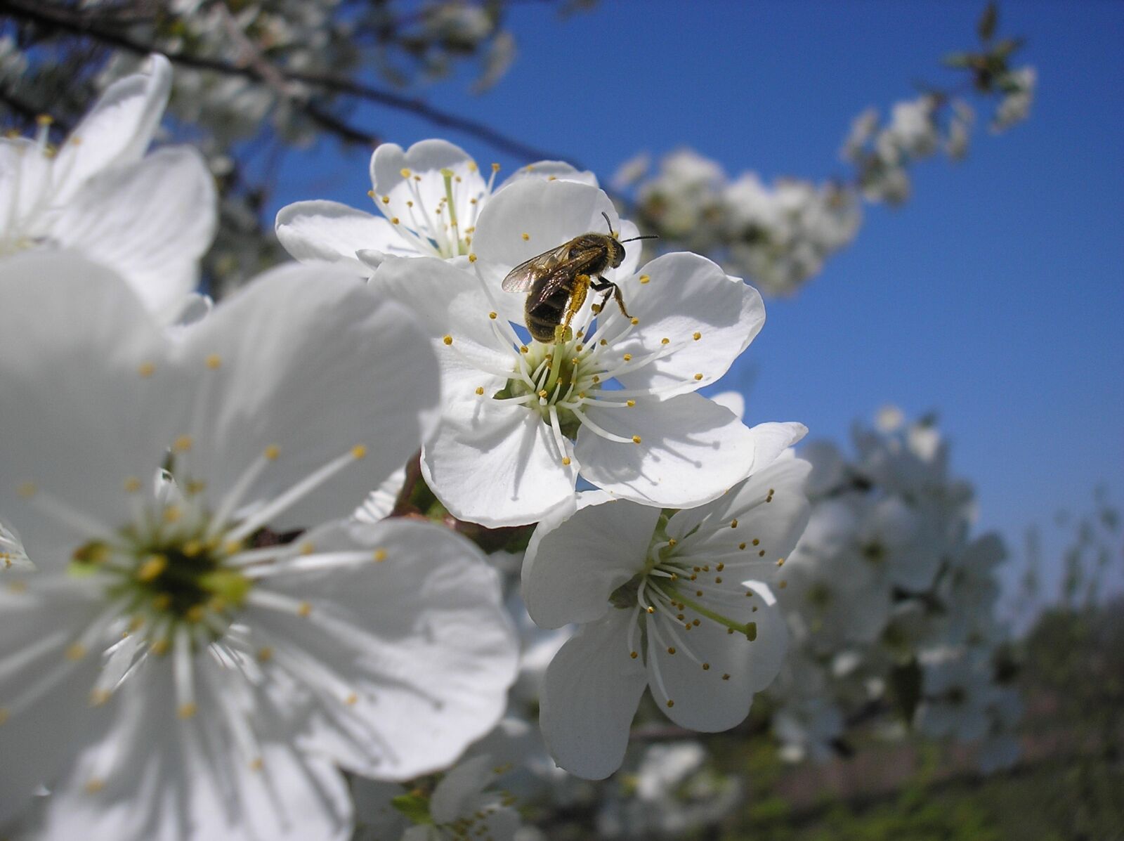 Olympus X550,D545Z,C480Z sample photo. Cherry, bee, spring photography