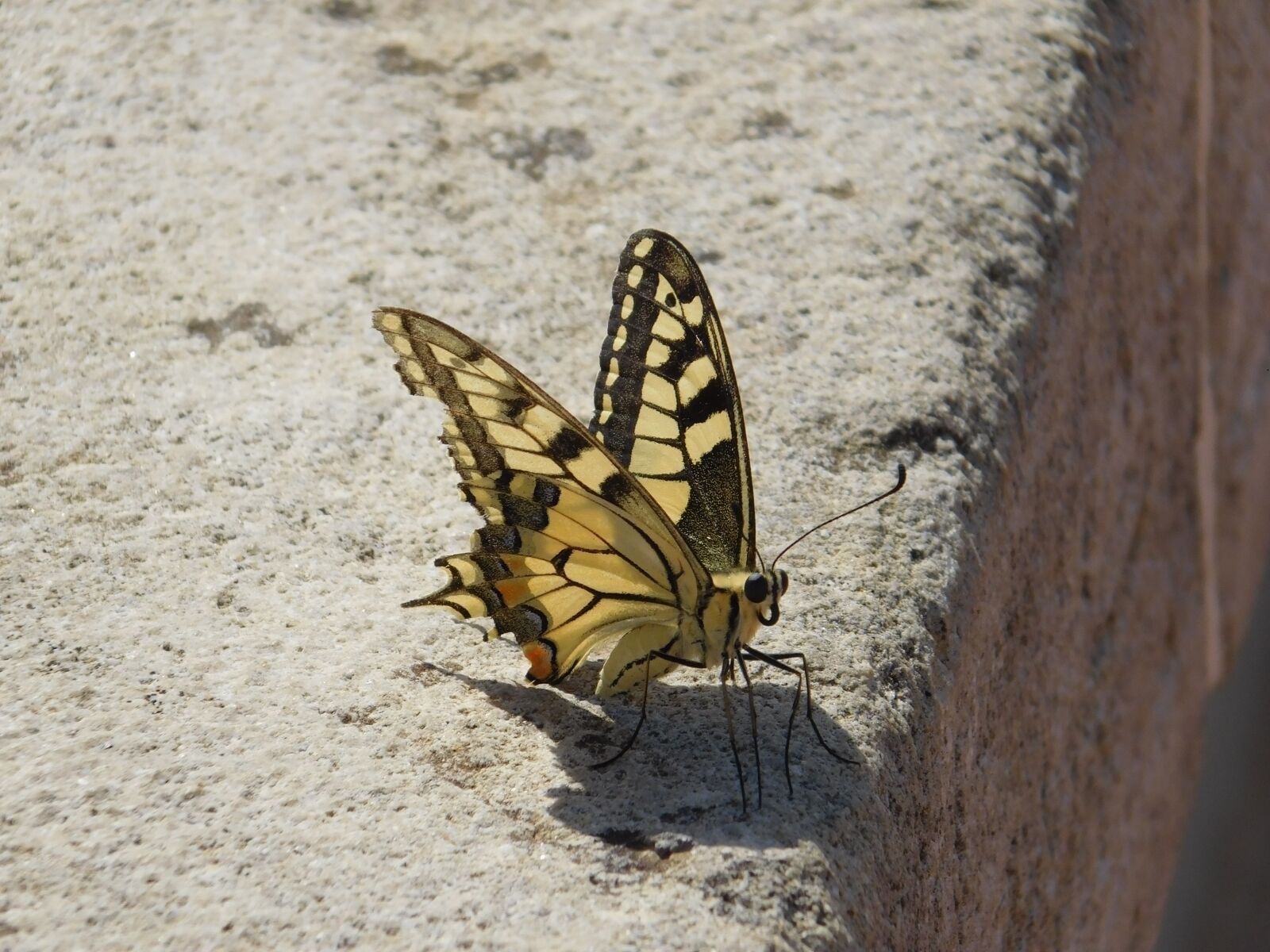 Nikon Coolpix L840 sample photo. Butterfly, insect, nature photography