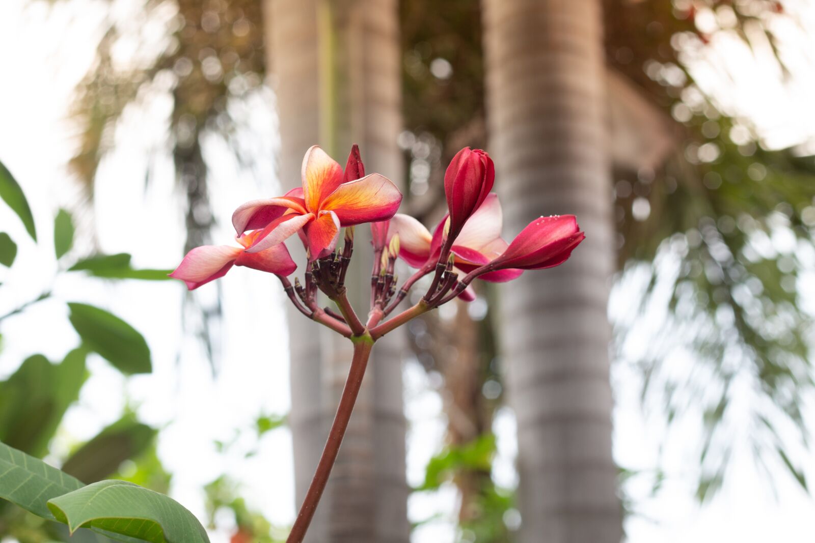 Canon EOS 700D (EOS Rebel T5i / EOS Kiss X7i) sample photo. Plumeria, flower, thailand photography
