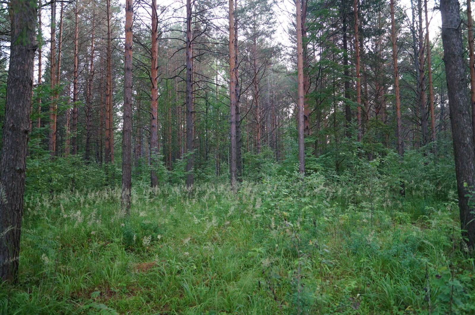 Sony SLT-A57 sample photo. Forest, silence, nature photography