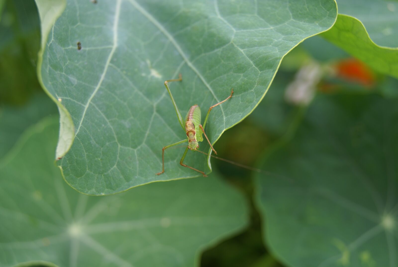 Sony Alpha DSLR-A100 sample photo. Nature, insect, grasshopper photography