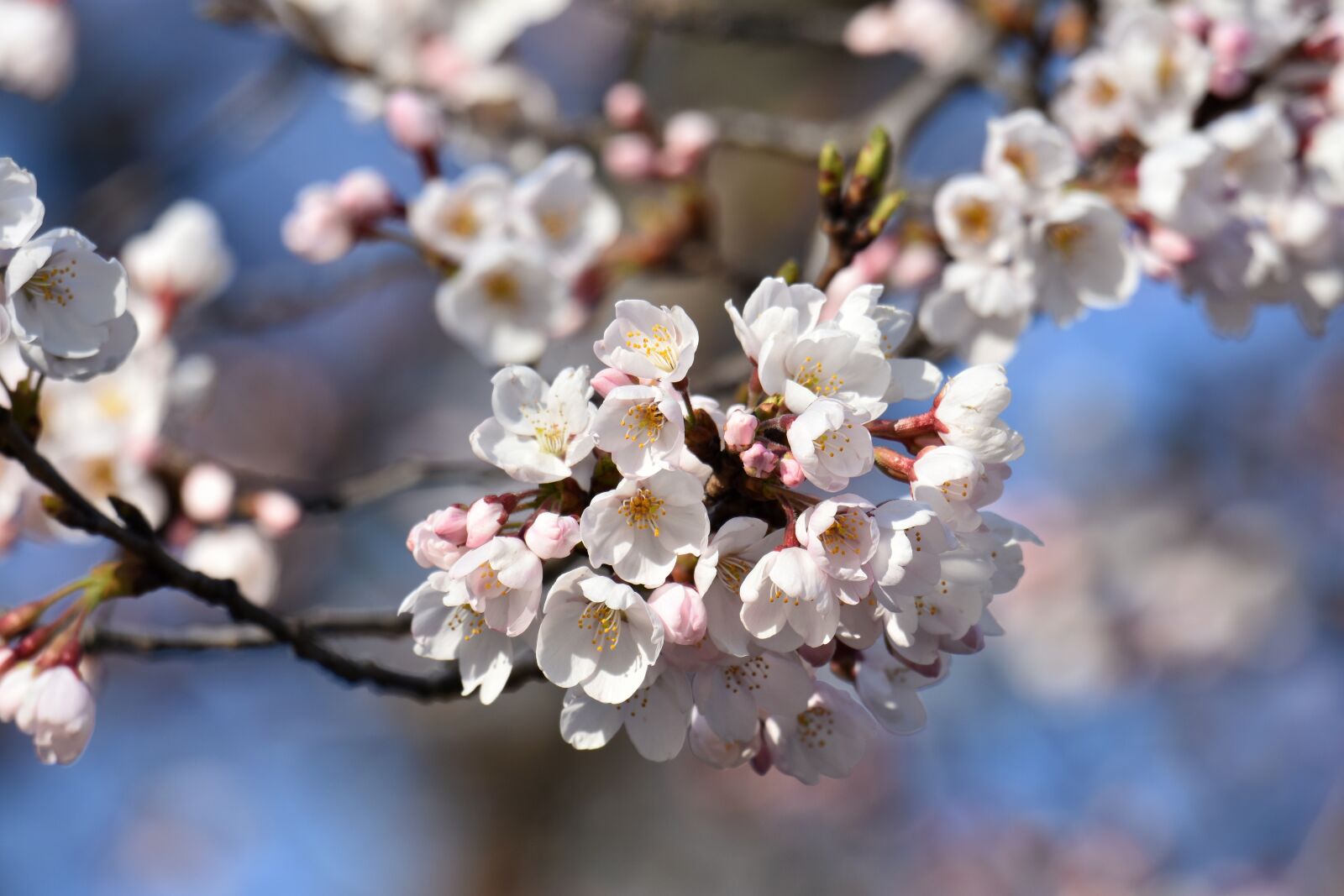 Nikon D7200 sample photo. Natural, landscape, plant photography